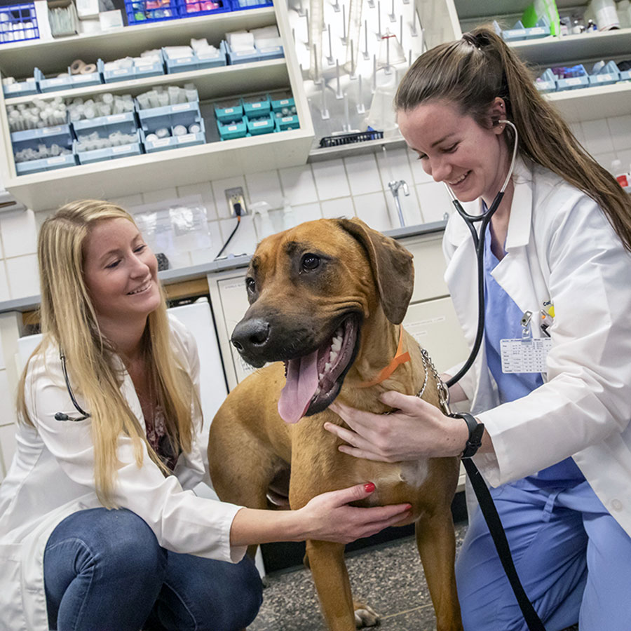 two vets using a stethoscope on a dog