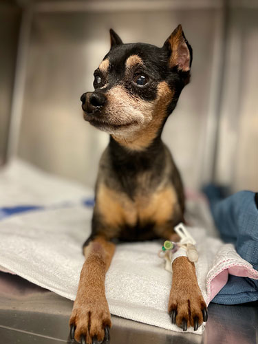small dog with IV in its arm