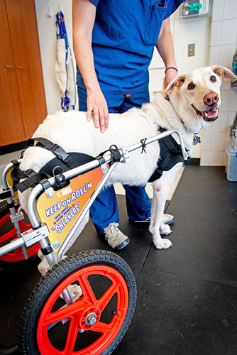 a midsize dog in a wheelchair for its back legs