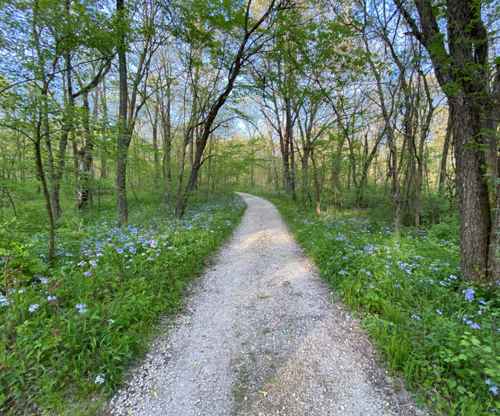 Walking path in woods